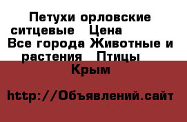 Петухи орловские ситцевые › Цена ­ 1 000 - Все города Животные и растения » Птицы   . Крым